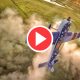 FPV meets 3D Flugzeug - Wahnsinn! -