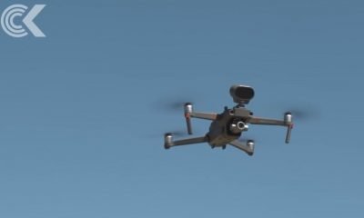 Bellende Drohnen in Neuseeland -